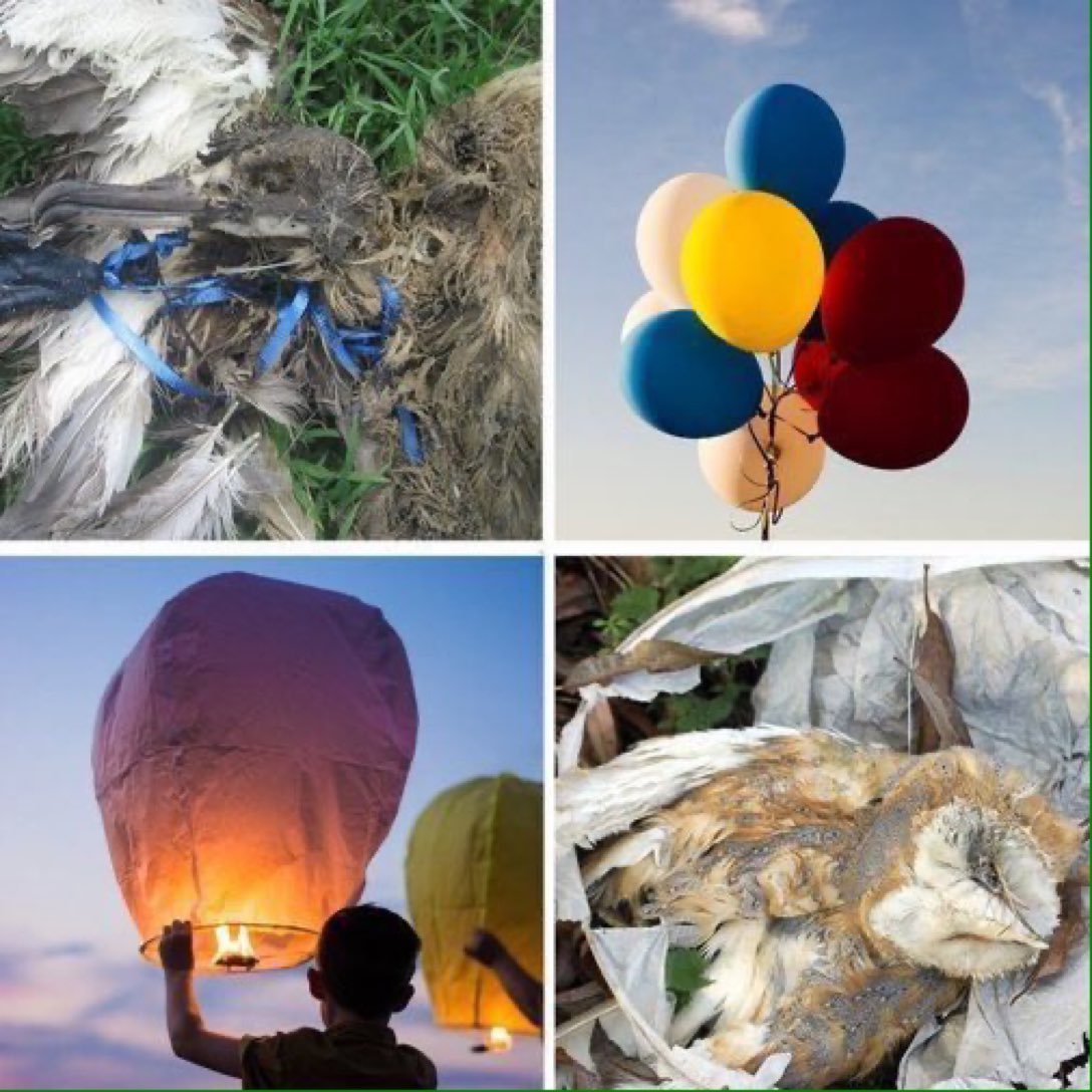 Balloon and lantern releases create litter and #plasticpollution in landscapes and seas that can harm the environment, wildlife and livestock. Celebrate special occasions and loved ones by planting trees, wildflowers, or bee and butterfly gardens instead! Pic via @KeepBritainTidy