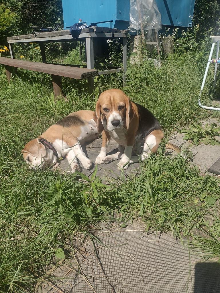 DiVolk's tweet photo. Спека.
#бігль #beage #бигль
#dogs https://t.co/1Eg9QeKApC