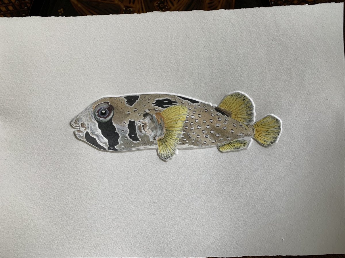 Black blotched Porcupine fish finished! Etched, printed and hand coloured.
#plymouthprintmaker #marinelife #etchings #devon