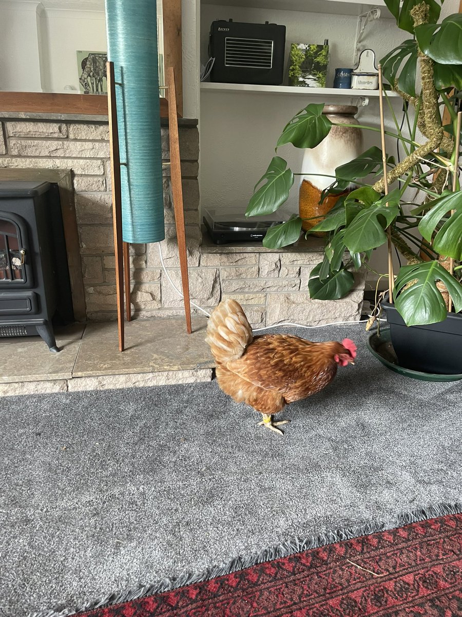 chikkinsisters tweet media