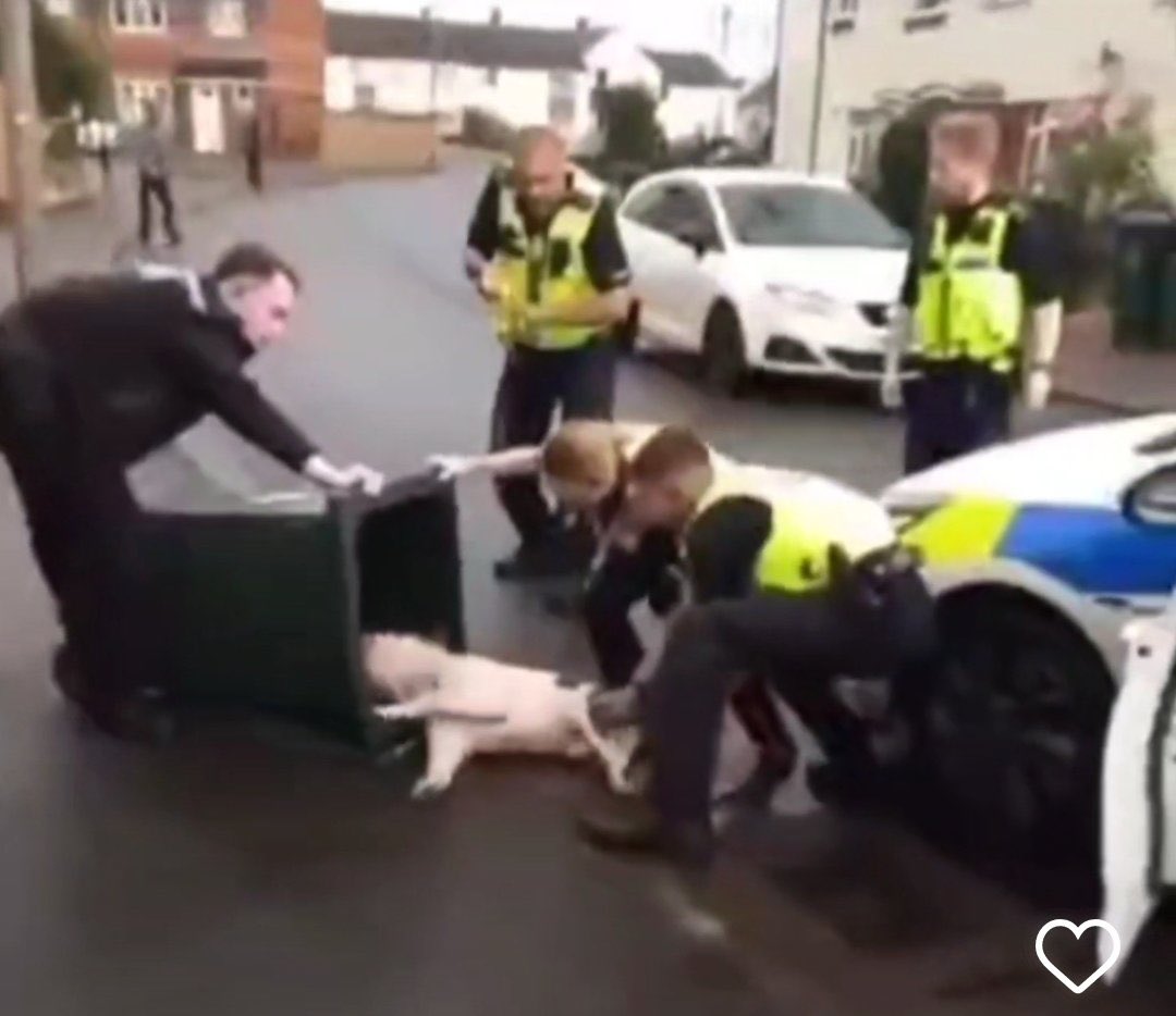 For those attacking me this morning for questioning the actions of West Midlands police. Let me be clear I’m an animal welfare campaigner & no one is going to convince me that tasering dogs & dumping them head first into wheelie bins is acceptable practice for the police or