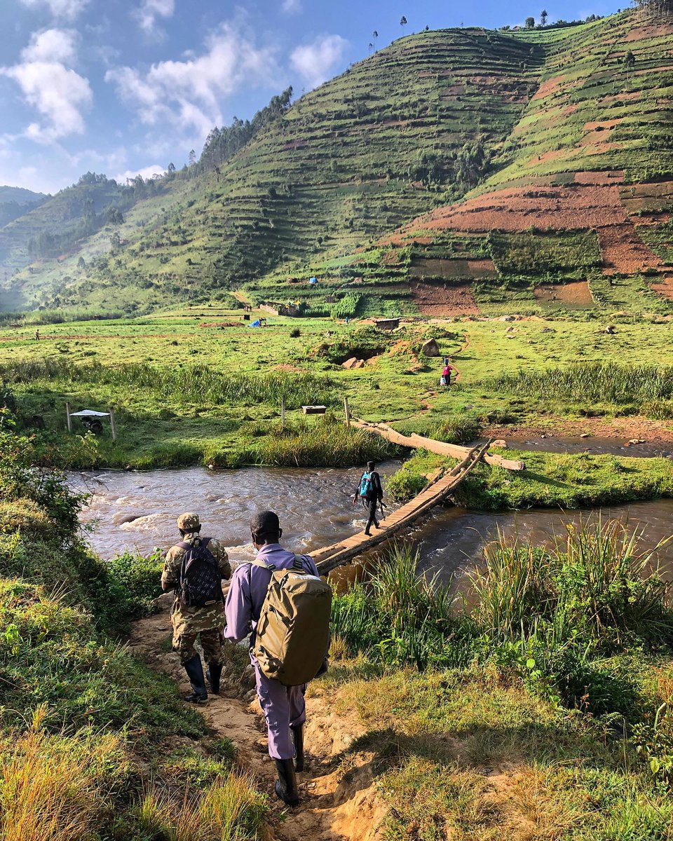 Take in the beauty of #Bwindi as you trek to see mountain gorillas in their natural habitat 💚

Is #gorillatrekking on your bucket list? 🦍

Photo by heikontheroad.

#uganda #wanderlust #beautifuldestinations #bucketlisttravel