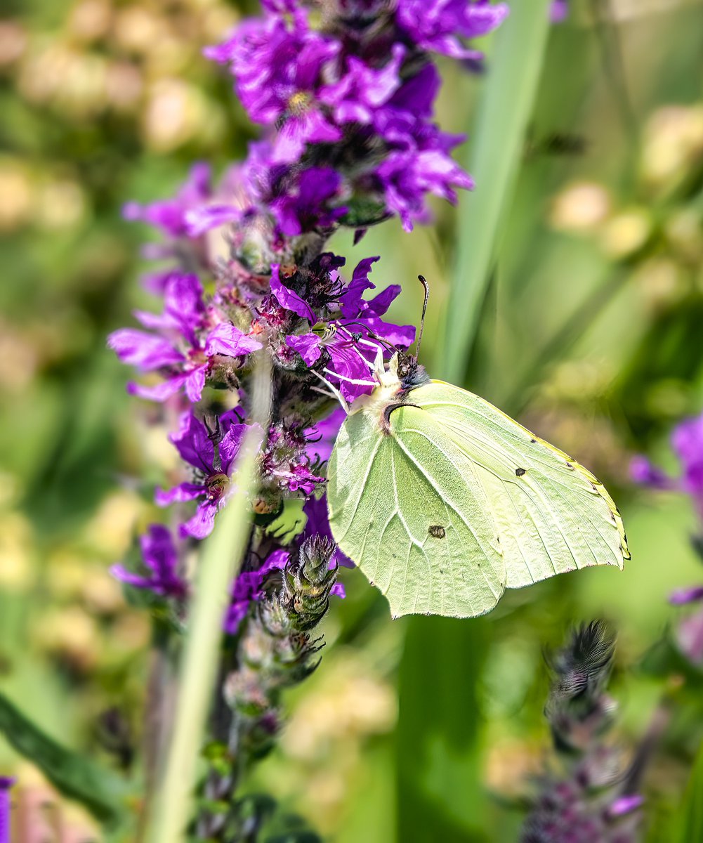 Primrose tweet media