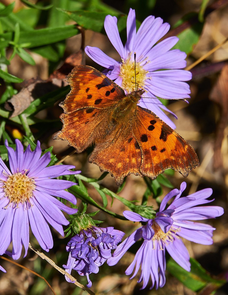 Primrose tweet media