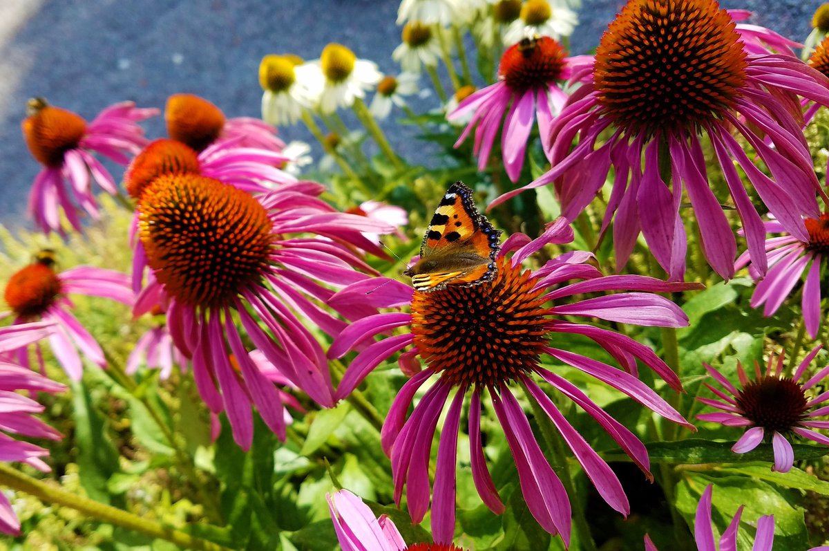 Primrose tweet media