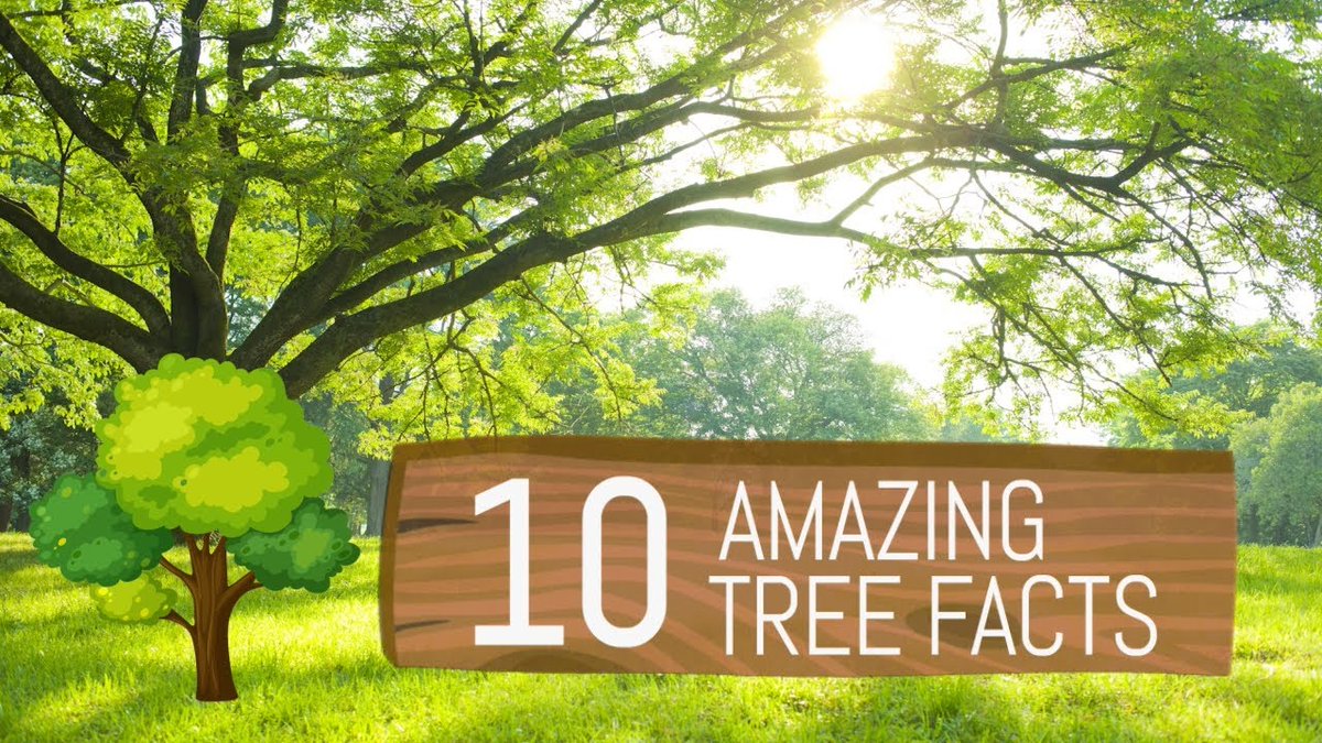 10 amazing facts about trees you should know

lght.ly/8c97eko
