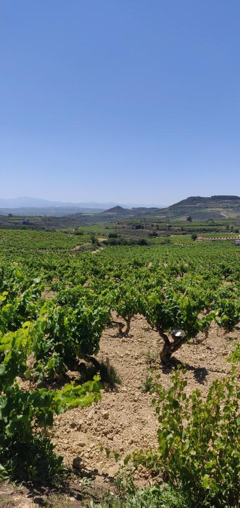 Wine Tourism School tweet media