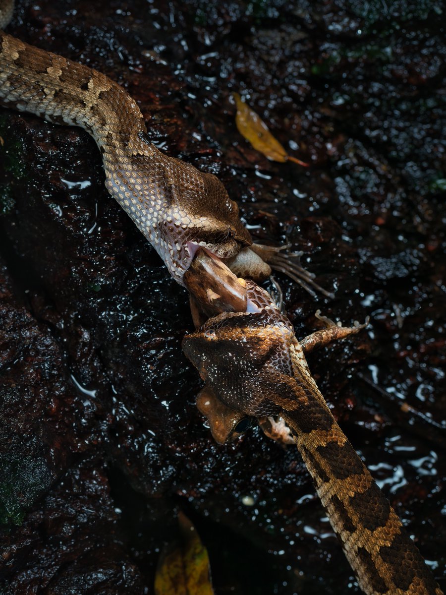 #世界ヘビの日 
#WorldSnakeDay  
ハナサキガエルを捕食するヒメハブ