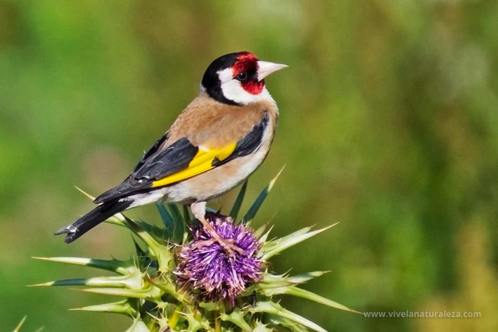 Antropologaluna's tweet image. Enamorada de los nombres de los pájaros en gaélico. 
&quot;Lasair Choille&quot;, significa &apos;llama brillante del bosque&apos; y es... ¡El Jilguero!
&quot;Cailleach-oidhche gheal&quot;, significa &quot;anciana blanca de la noche&quot;. Sí, es la lechuza.
&quot;Gobhan gaoithe&quot;, lit. &quot;horquilla de viento&quot;. La golondrina.🧵
