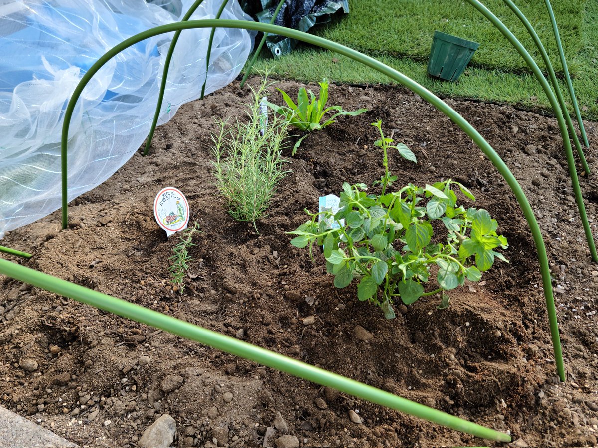 herbs_l_d's tweet photo. 先週庭の土をいじり今日はようやくハーブを植えてみました
初めてだからドキドキだけど大きく育てほしいです
植えたのは
ローズマリーにライムミントとノコギリコリアンダー
 #ハーブ
 #ハーブのある暮らし
 #ハーブのある生活 https://t.co/xJ72X4iVUD