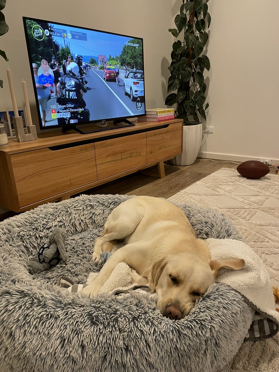 Bobbi the #TourDog settled in another big night. Still chasing that feature on <a href="/SBSSportau/">SBS Sport</a> !