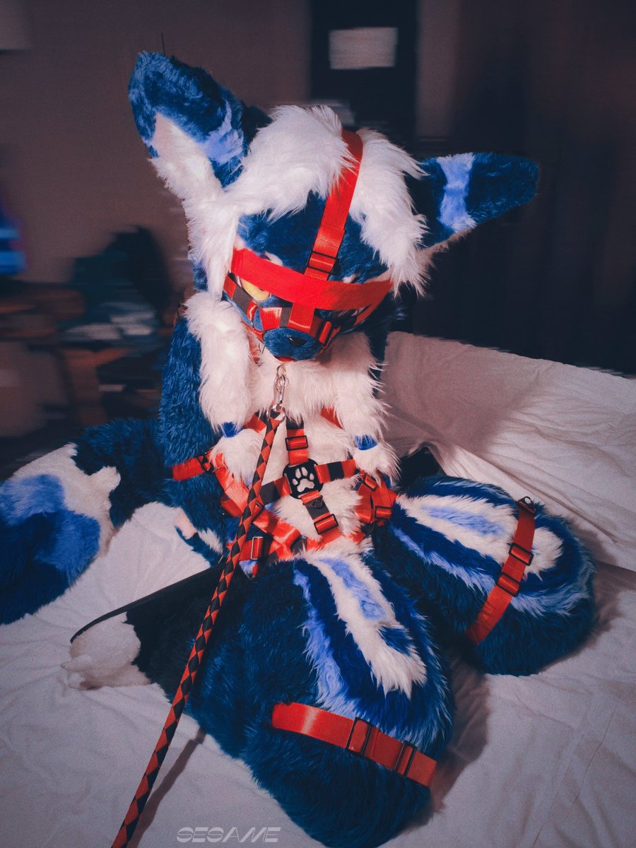 🐈‍⬛蓝胖子芝麻 • Sesame🐈‍⬛ tweet media