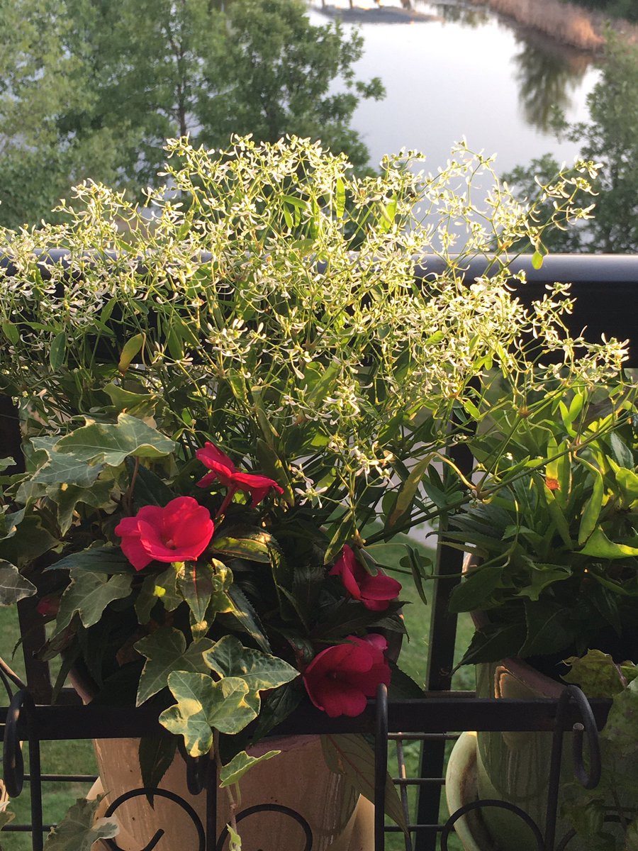 annehawkinson's tweet image. Minnesota morning.
#birdsong #coolair #vacationmode