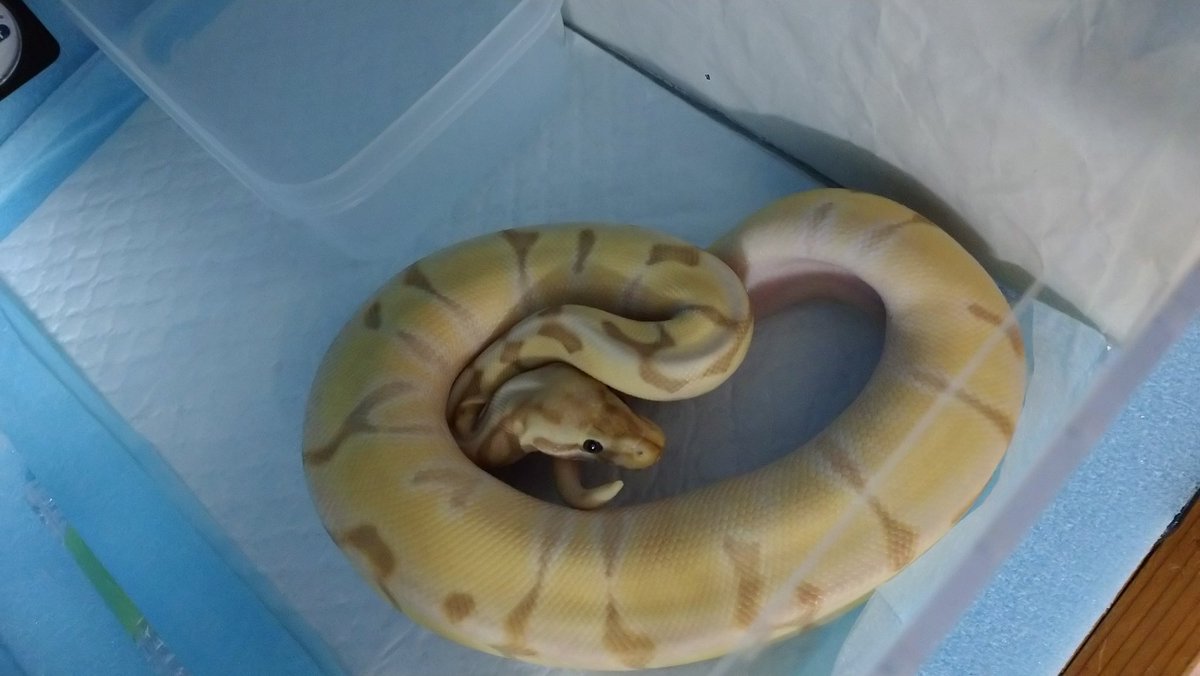 Repti_diary's tweet photo. せっかくの記念日なので、うちのおへびを。
#世界ヘビの日
#WorldSnakeDay
#バナナパイボール
#パステルエンチhetパイボール
#クラウンpossファイア
#バナナモハベスパイダー https://t.co/Xt75b9g5cE