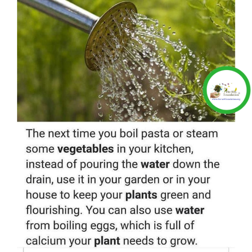 the_solf_org's tweet photo. Here is one sustainability tip!
Practice zero waste while cooking and save the planet! 💚
#thesolfoundation #sustainability #thoughtoftheday #zerowaste #reuse #food #cooking #zerohunger #planttrees #savetheplanet #sustainablelifestyle #quotes #tipoftheday #planting #solwildlife https://t.co/w3WetGo7ah