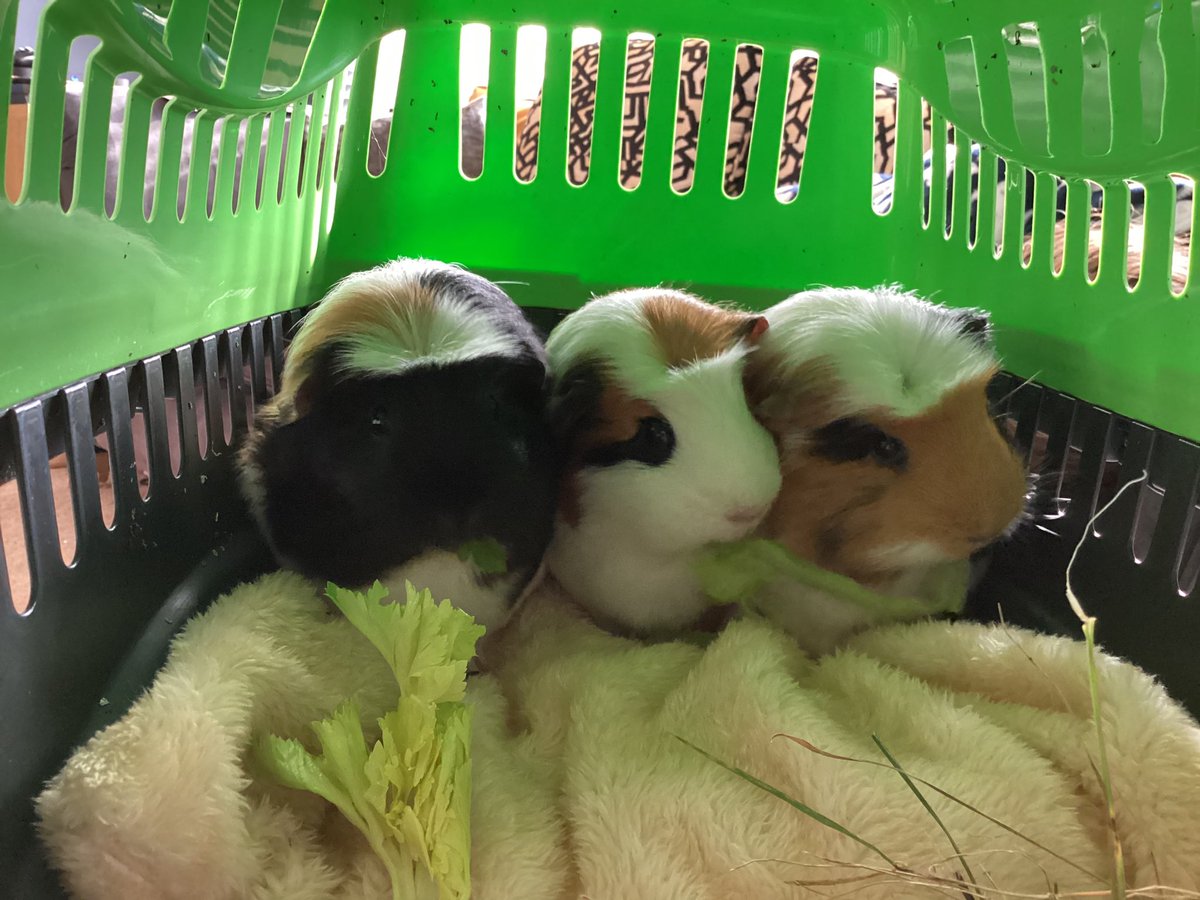 AngieEustice's tweet photo. Just discovered it is #GuineaPigAppreciationDay so have to share a pic of my furry potato babies! 🥰🐹 #wheekwheek https://t.co/38DplPrLNz