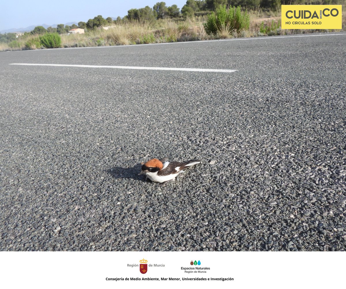 SierraLaPilaPR's tweet image. Si encuentras un animal silvestre herido, llama al 112 o llévalo al #CRFS para que puedan ayudarle 🐦
El #ServicioDeInformación ha localizado un alcaudón común (𝘓𝘢𝘯𝘪𝘶𝘴 𝘴𝘦𝘯𝘢𝘵𝘰𝘳) herido en la carretera, posiblemente golpeado por un vehículo #Cuidaico
#SierraLaPilaPR
