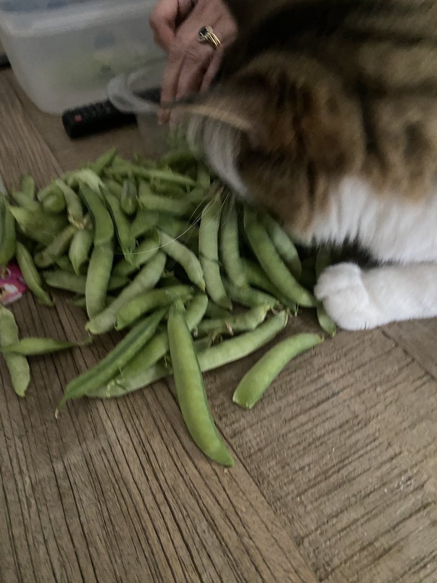 Groscar2's tweet image. C’est le jour de les potits pois !