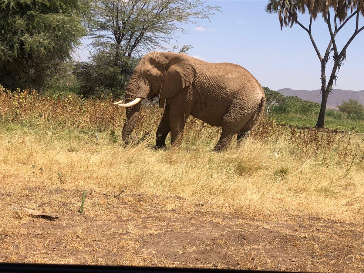 BunduRovers's tweet photo. An afternoon dip in the pool. Guess where we are? This place has has a number of elephants! #BRC #bundurovers #Pointandgo https://t.co/f5LXwYVkIs