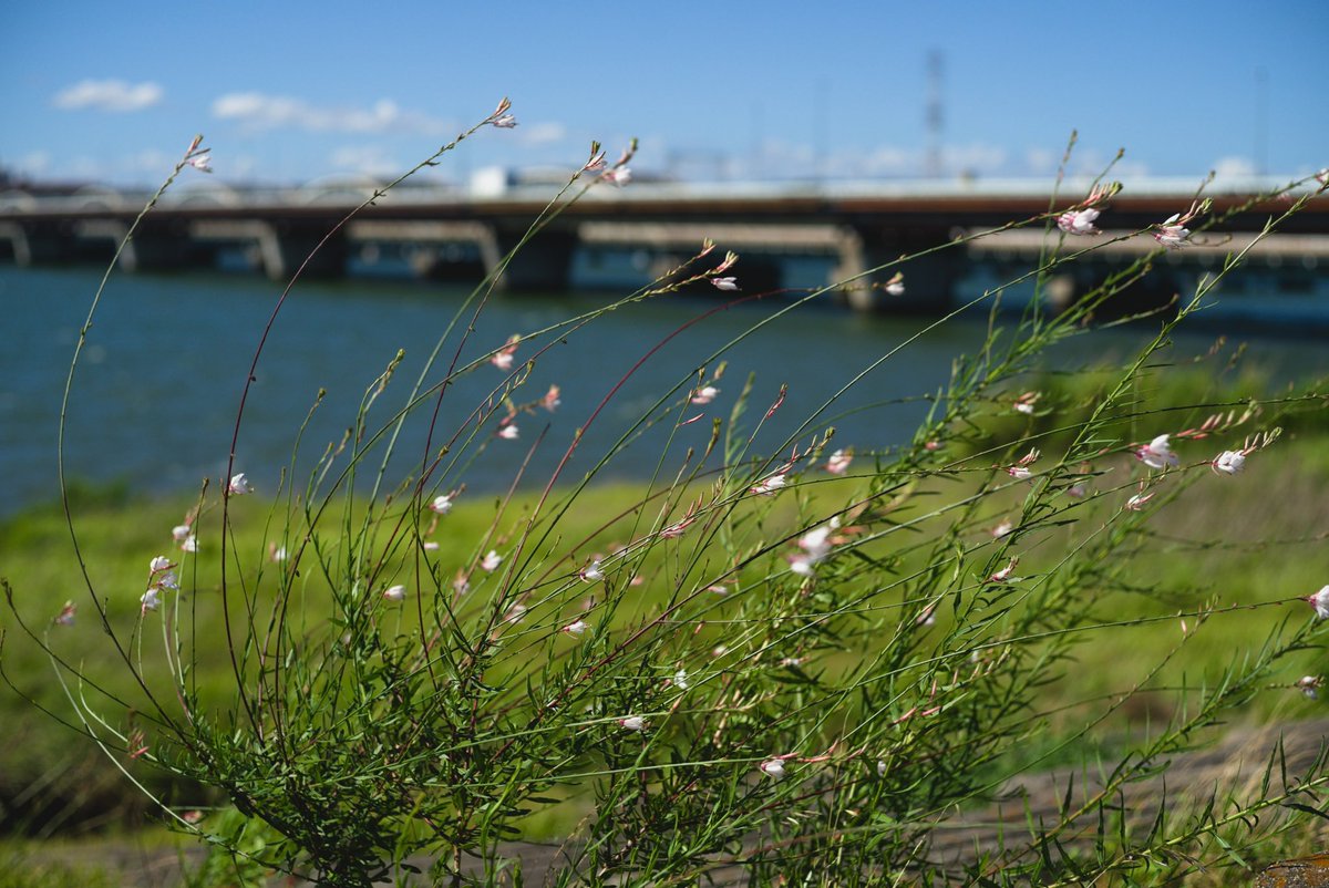 takcam2755's tweet photo. wind
 #summicronR
 #α7c https://t.co/COTMPN25sS