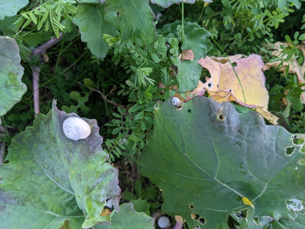 #Italiansnail loving the canola and wet weather. Adults still breeding, juvenile growing fast. Multiple life stages demonstrate snails don't have a lifecycle, they breed when conditions suit. This year that was over summer with lots of juveniles causing damage. <a href="/theGRDC/">GRDC</a>