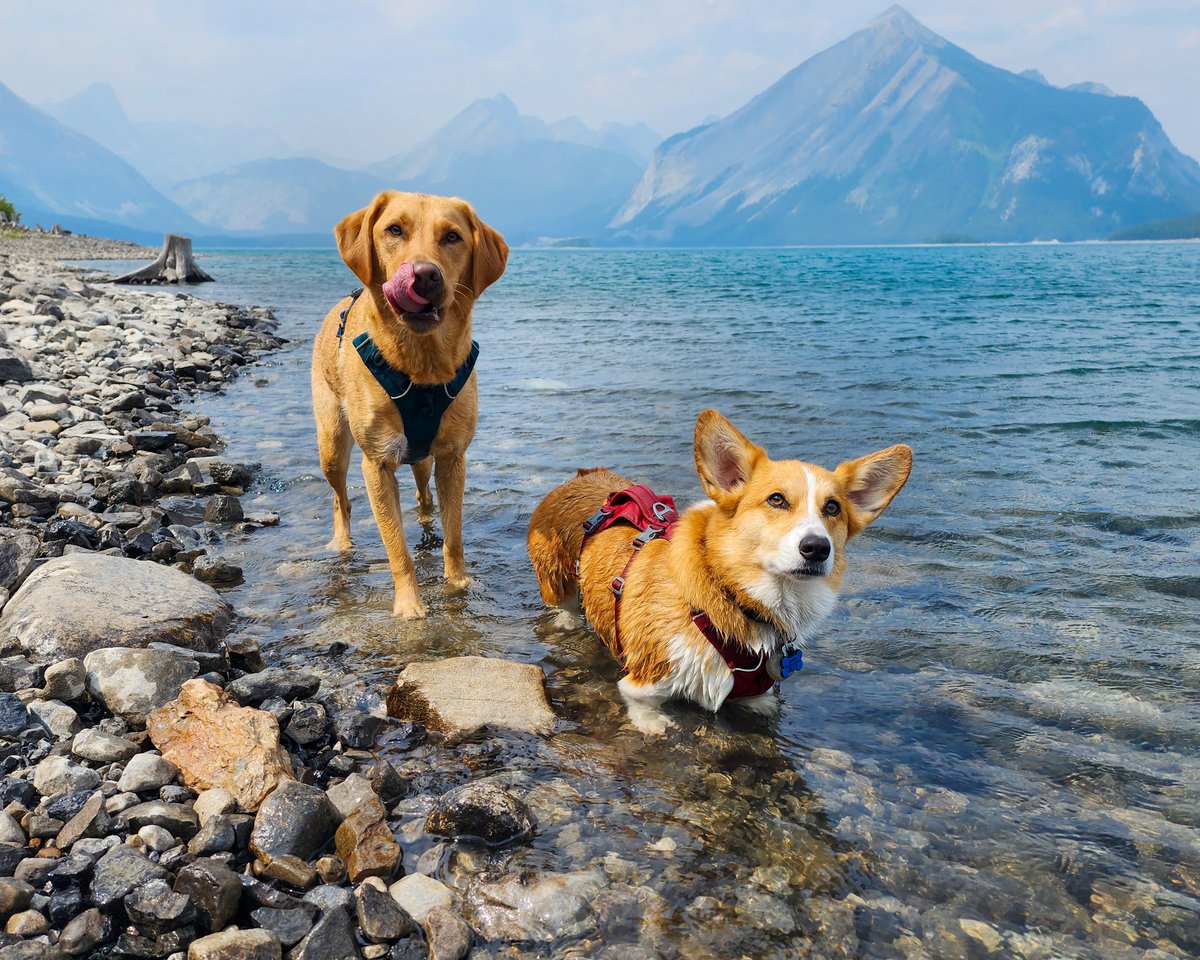 Corgilovers14's tweet image. We had a day!!!!!