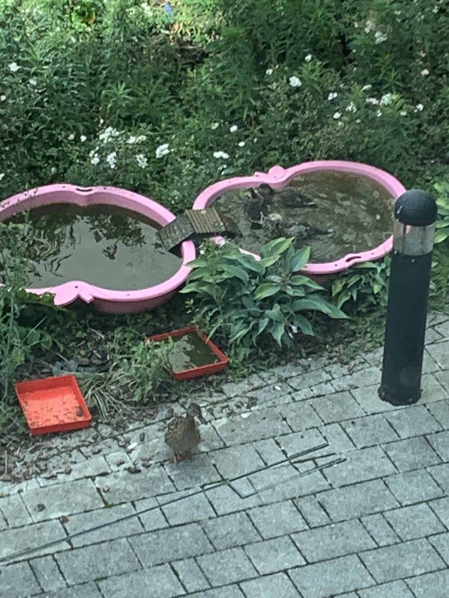 One advantage to Sunday at work is you can keep track of the ducklings 🐥 mum definitely in full guard mode