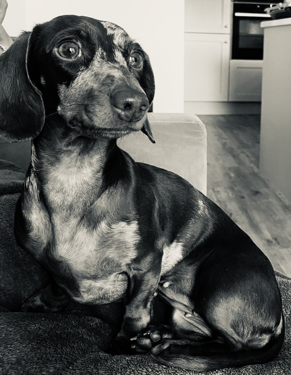 Good morning pawple. Happy Sunday #dogsoftwitter