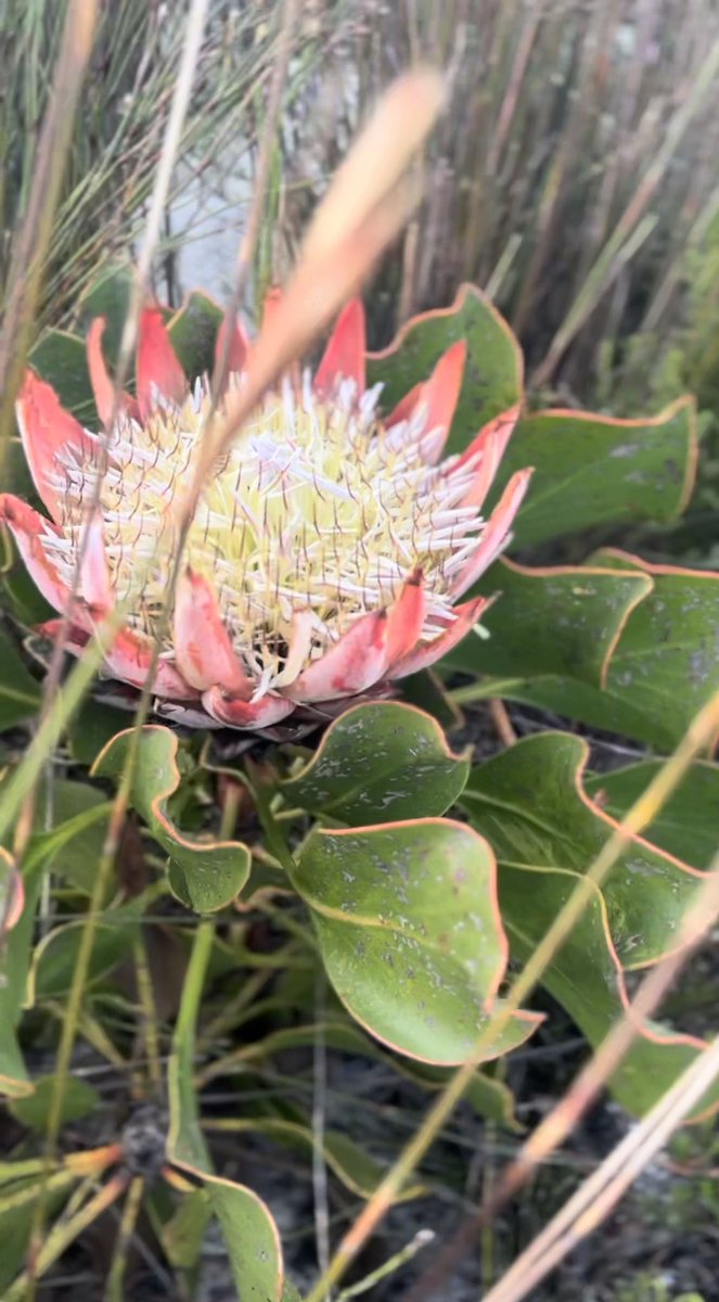 The best church service I’ve been to in months.