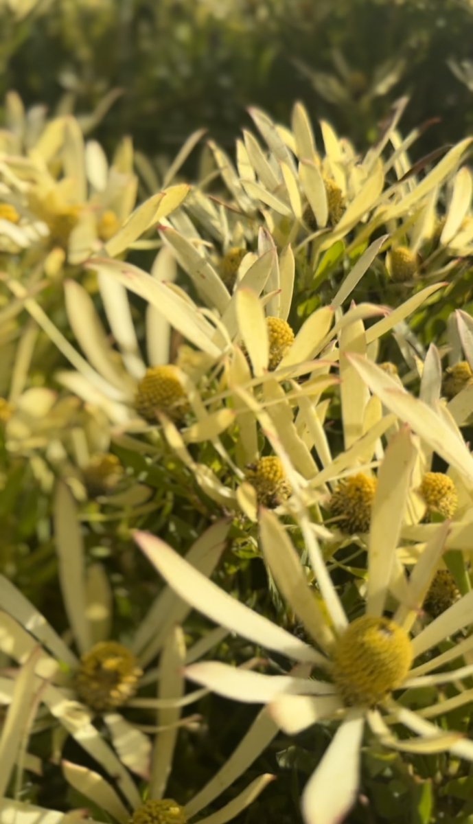 Mariette dT-Helmbold tweet media