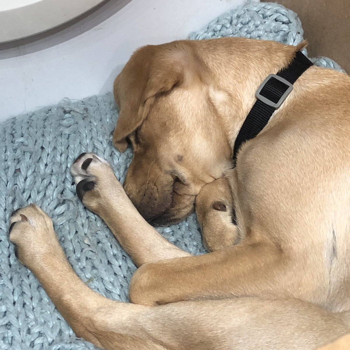 KTHallmark's tweet image. Speaking of sleeping on the job 😴
#WorkshopAssistant @hd_puppy Ruby’s not pulling her weight this morning