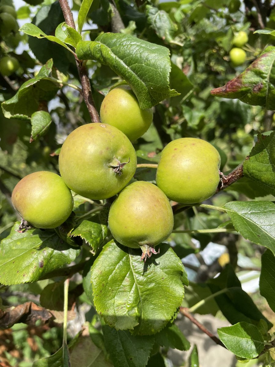 Sistersukes's tweet photo. Not an orchard yet. #apples #gardening https://t.co/uWWOW61IoY