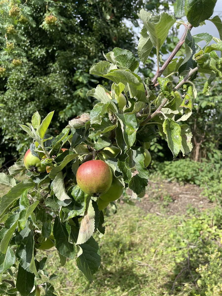 Sistersukes's tweet photo. Not an orchard yet. #apples #gardening https://t.co/uWWOW61IoY