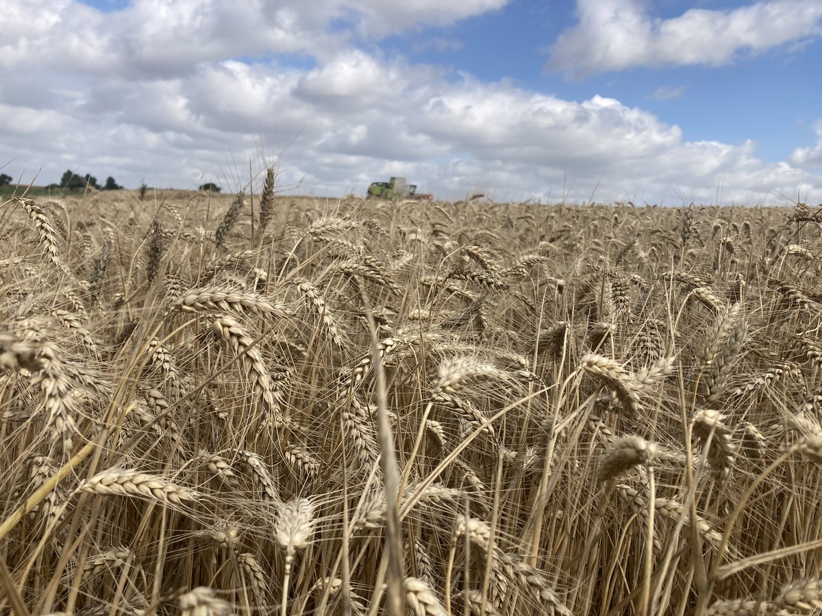 LePogamGuillaum's tweet image. La #moisson2023 continue 🥖🥐🍞
La #relève17ans @MatheoLEPogam cultive la passion 
@Fragritwittos