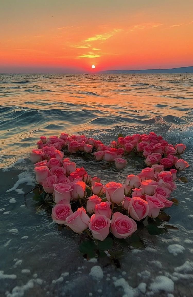 violettweets_'s tweet photo. roses. https://t.co/u39SjqqYzW