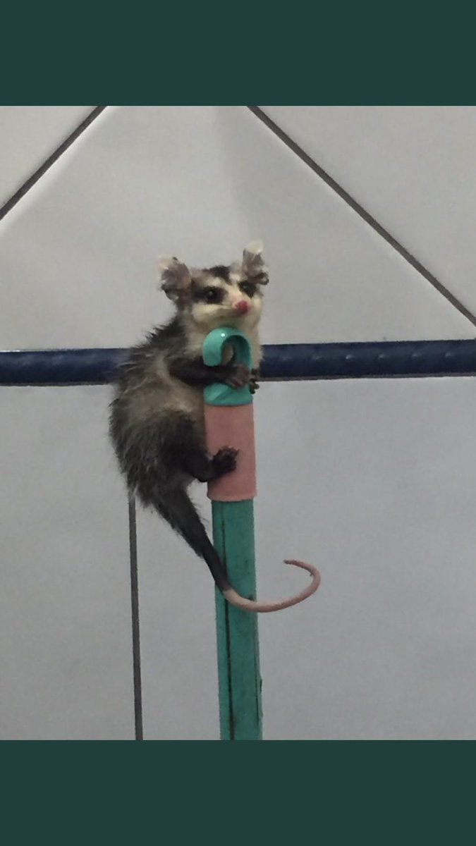 CashtonsPudding's tweet image. ❤️🫶🏻