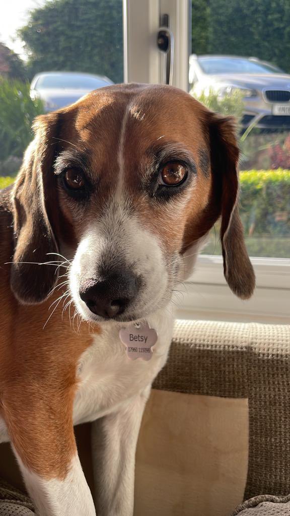 BetsyAmbassador's tweet photo. @SueTaylor_ @rickygervais 🤣🤣🤣🤣👏👏👏❤️❤️❤️🐾🐾🐶 #DogsAreBetterPeopleThanPeople! “WOOOOF!” 

#Humanity #DogsOfTwitter #OperationBeagle #JobsForDogs https://t.co/kp42eIcrh5