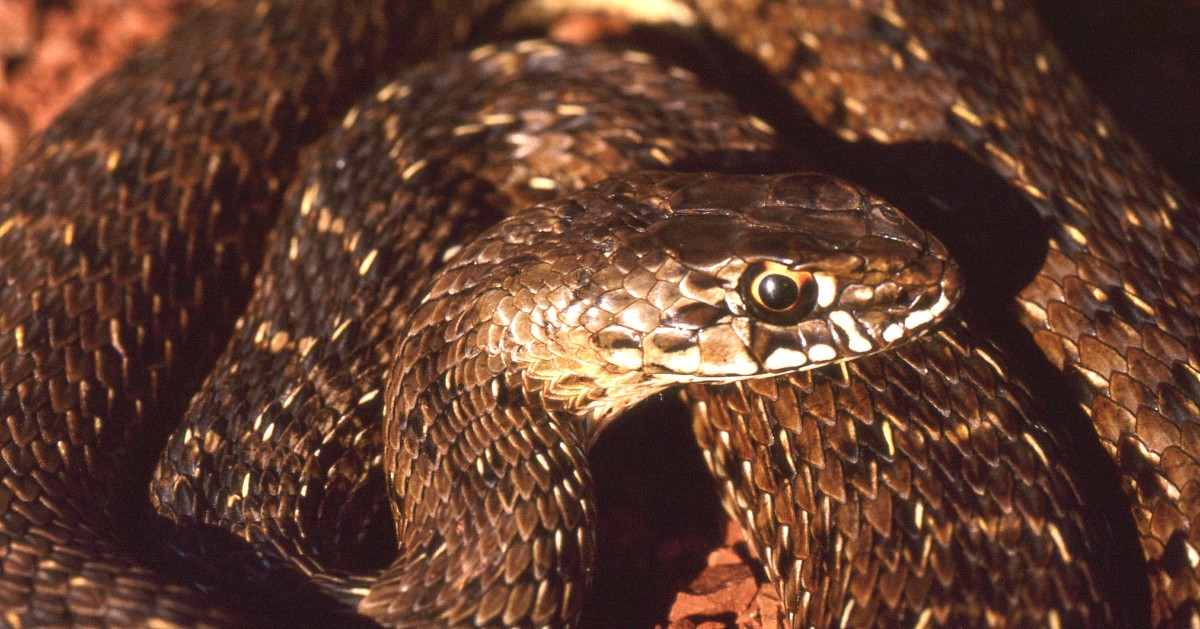 First evidence of #hemiclitores in #snakes: ow.ly/g6G450OSsC3 | <a href="/FolwellMegan/">Megan Folwell</a> <a href="/sexinnature/">Patricia Brennan</a> #WorldSnakeDay #ProcB