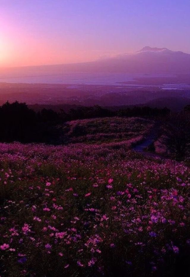 violettweets_'s tweet photo. ethereal. https://t.co/MavZom73SP