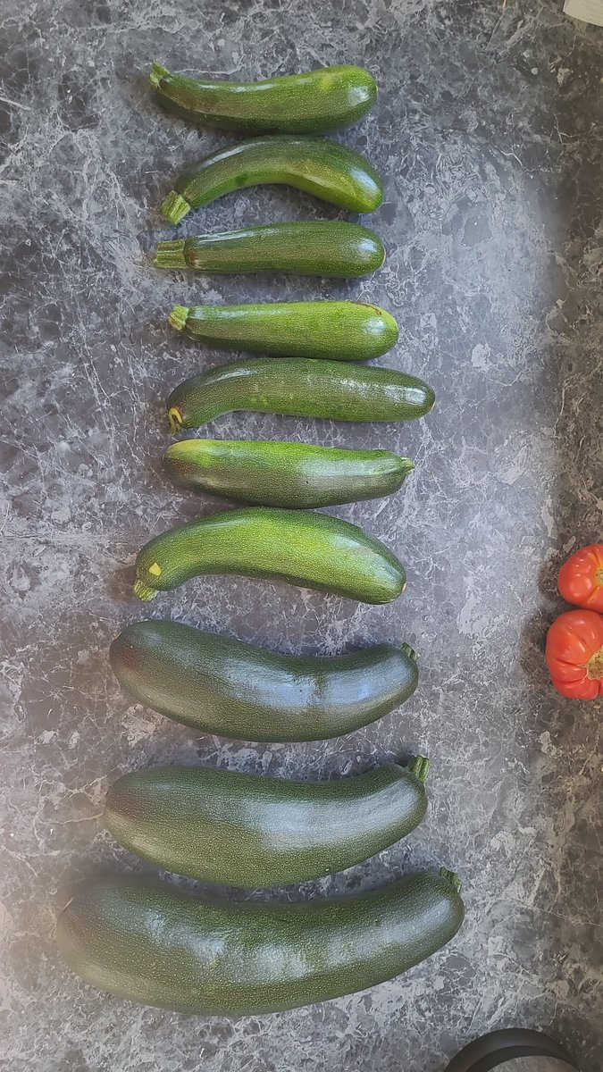 After the rain...comes a flood of courgettes from the allotment 🥒
Suggestions for processing / preserving?