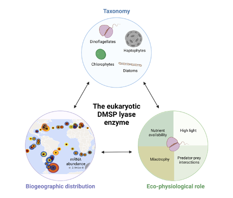 🚨Paper alert!🚨 We are happy to share our new study by Dr. Adva Shemi and Dr. Shifra Ben-Dor in ISME communication about the phylogeny and biogeography of the algal DMS-releasing enzyme in the global ocean! 🌊🌍
nature.com/articles/s4370…