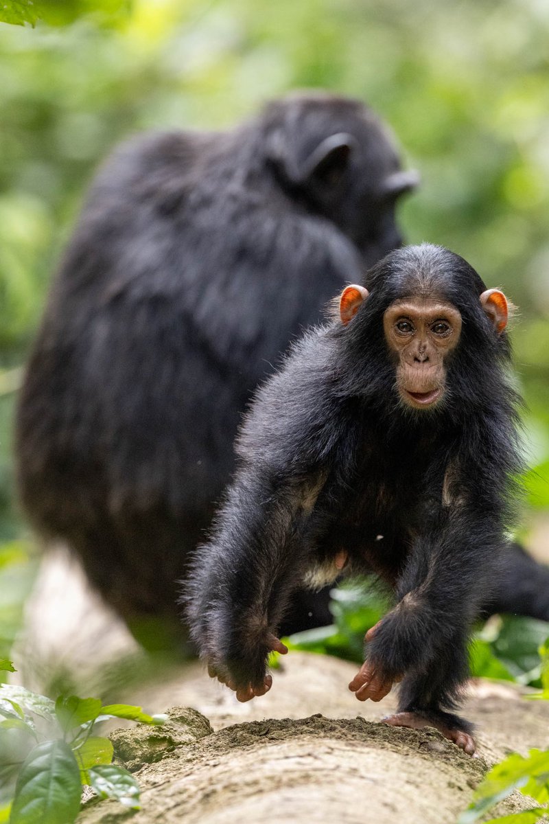 Dès le plus jeune âge, les chimpanzés s’entraîne à l’intimidation. Gabin, 18 mois <a href="/KriefSabrina/">Sabrina Krief</a> #sebitolichimpanzeeproject