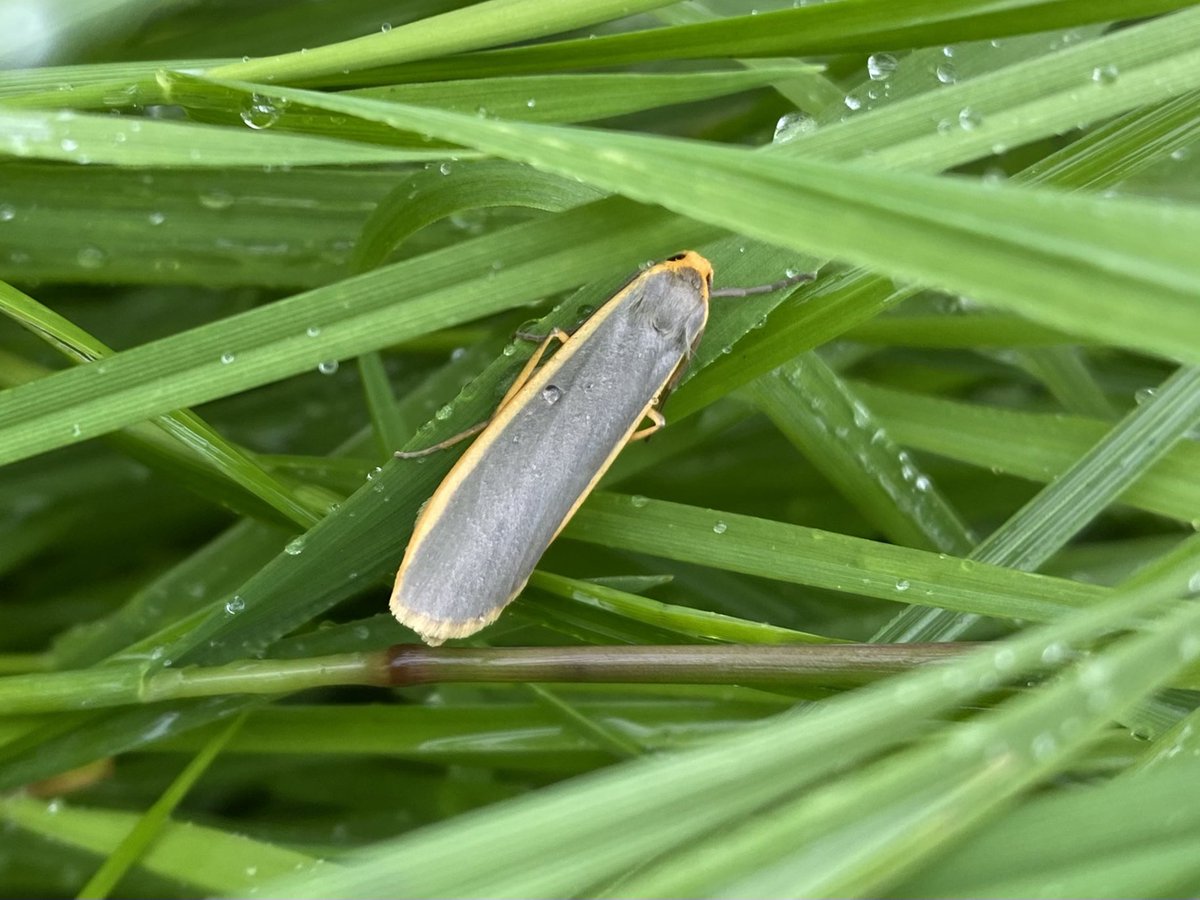 Very wet &amp; blustery day - grey, but tinged at the edges with light - like this Common Footman moth sheltering on a grassy verge, earlier today - Eden Valley #CumbriaWildlife