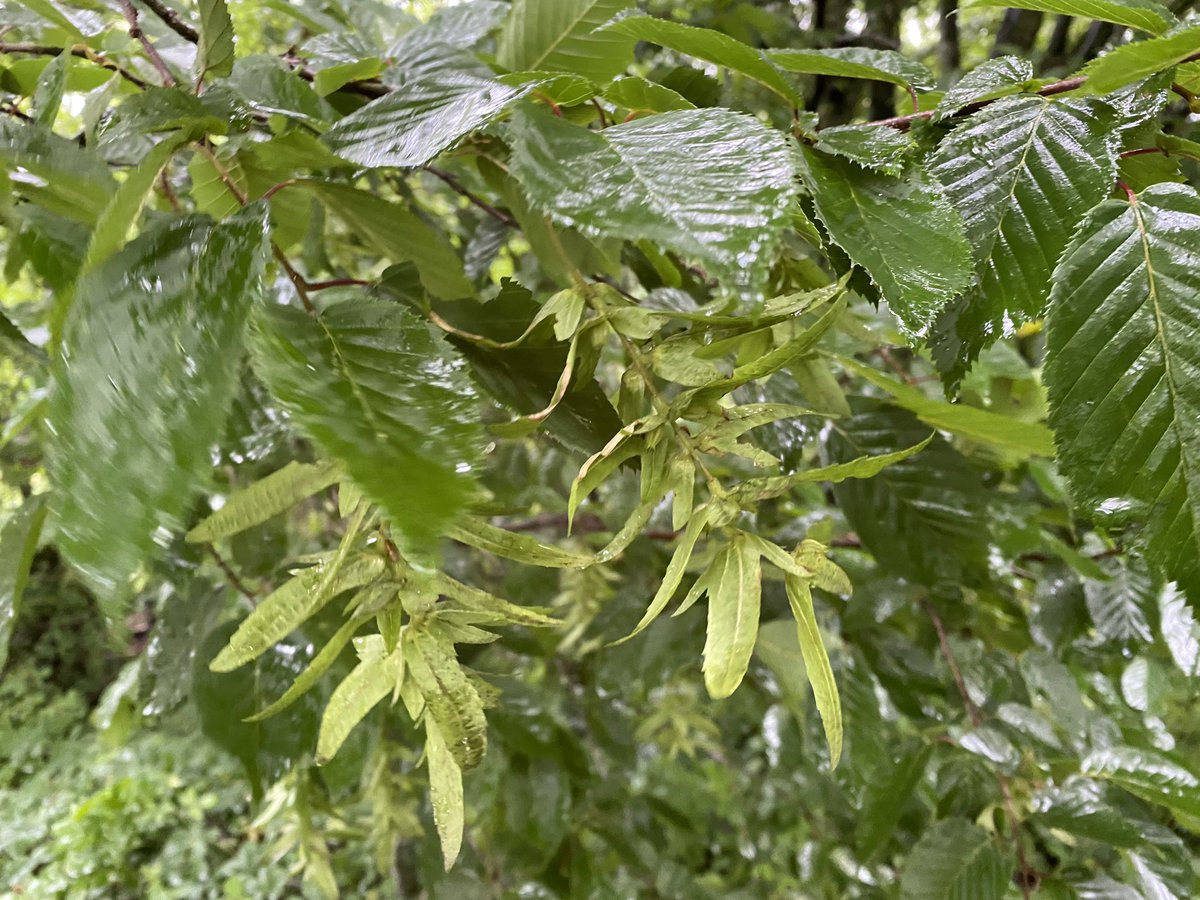 Nice to find an impressive Hornbeam on a new route, earlier, with its deeply marked leaves and distinctive winged seed clusters - Eden valley #CumbriaWildlife