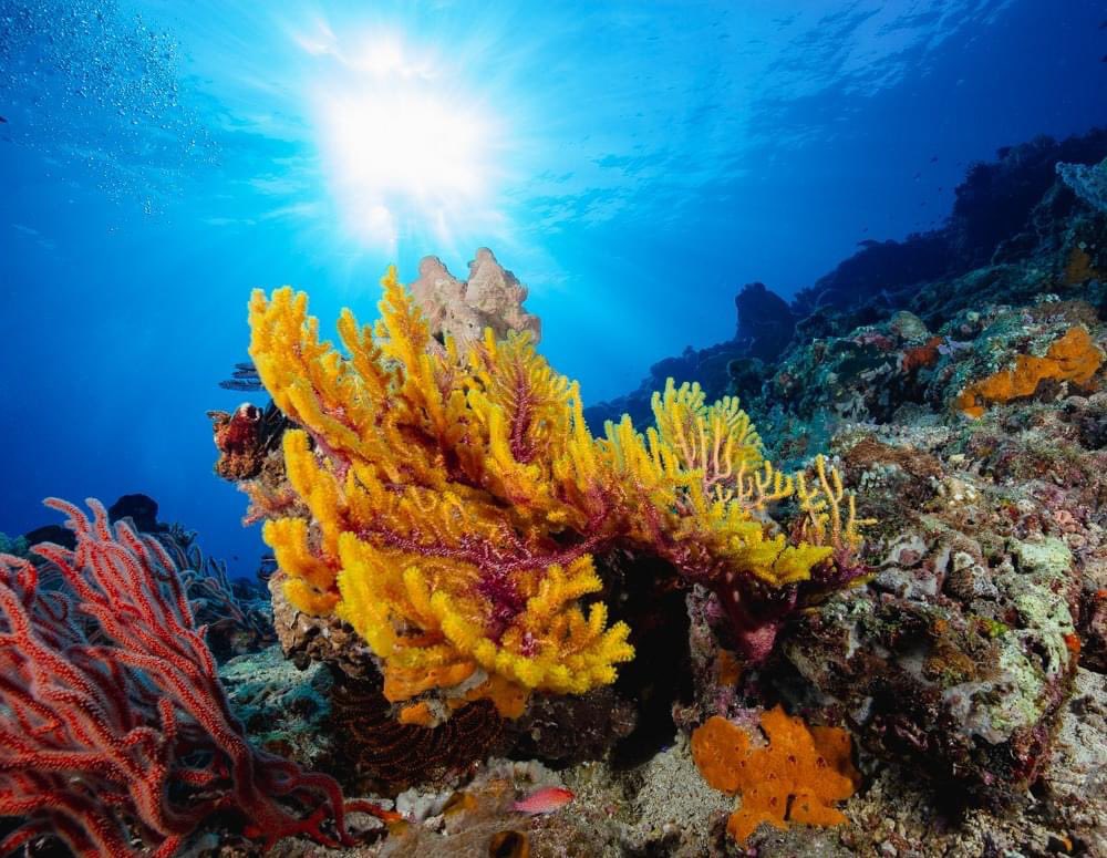Anyone interested in diving #flores and #alor in #indonesia on seven seas liveaboard might enjoy this. Such a beautiful place

youtu.be/8JVt2Xx84ug