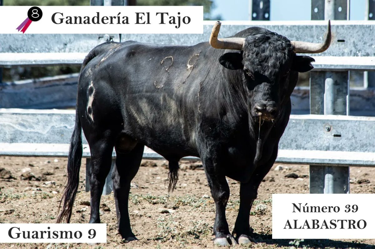 at16deagosto's tweet photo. A falta de un mes para la gran cita, ¡tenemos toros!

Cacareo, Alabastro, Descastado y Visitador son los elegidos para protagonizar nuestro querido 16 de agosto. 

@aytobrihuega #EncierroDeBrihuega #EncierroBrihuega #16DeAgosto #Encierro16DeAgosto #16A #YFM #Tradición #Único https://t.co/MyZXQsbIkm