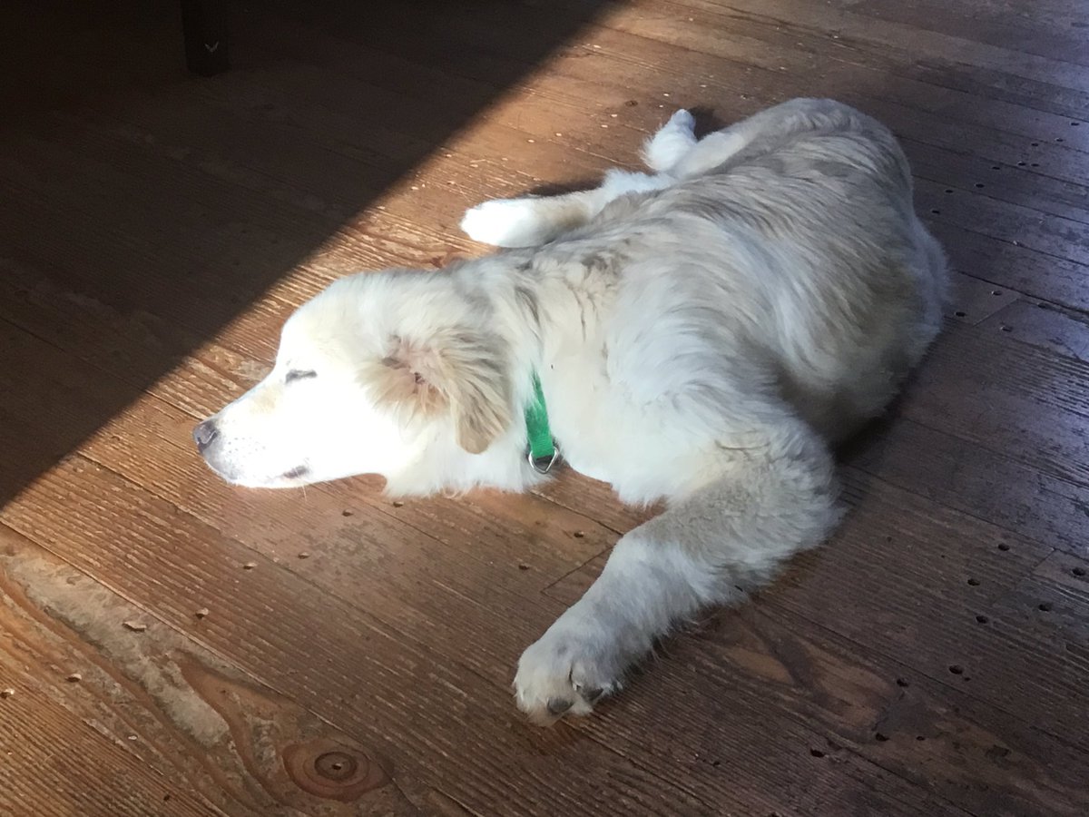 Mr. Halstead tweet media