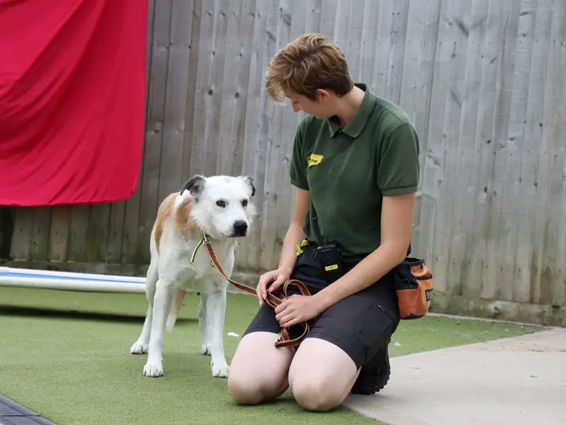 AdoptionsUk's tweet photo. Please retweet to help Sam find a home #EVESHAM #WORCESTERSHIRE #UK 

 'A sweetheart' aged 8+, he is looking for a quiet adult, he can live with another dog🐶
Older dogs are often overlooked, please give Sam an extra share 🌟🌟🌟

DETAILS or APPLY👇
https://t.co/buCXLEs3iD
#dogs https://t.co/ohMN2fwACn
