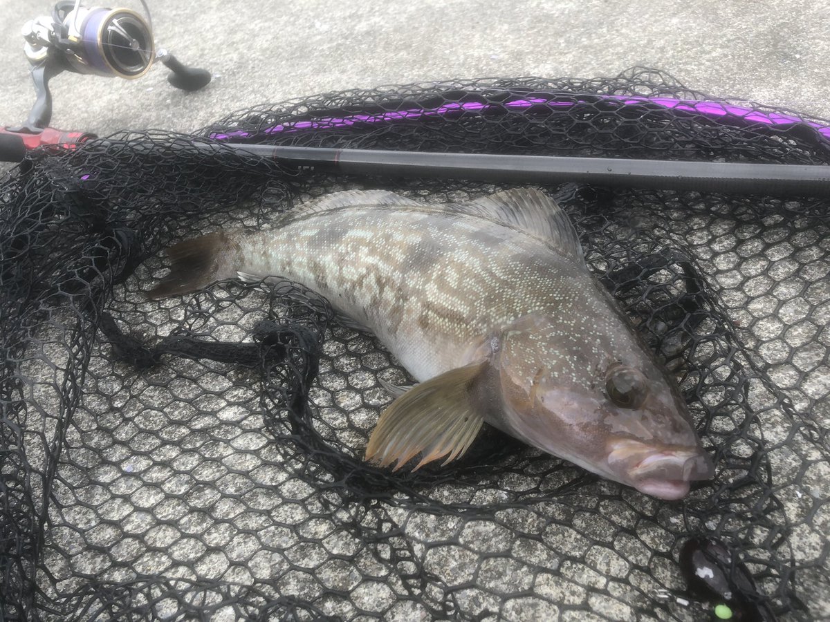 ru9ne's tweet photo. 今日は親戚の中学生たちと午後から釣りへ！
だいぶ夏枯れで渋かったですが、魚が溜まりやすいエリアを重点的に打って30半ばから後半までを14本釣る事が出来ました！
砂利浜ロックはおもろい！ https://t.co/DXJgUa7hTq