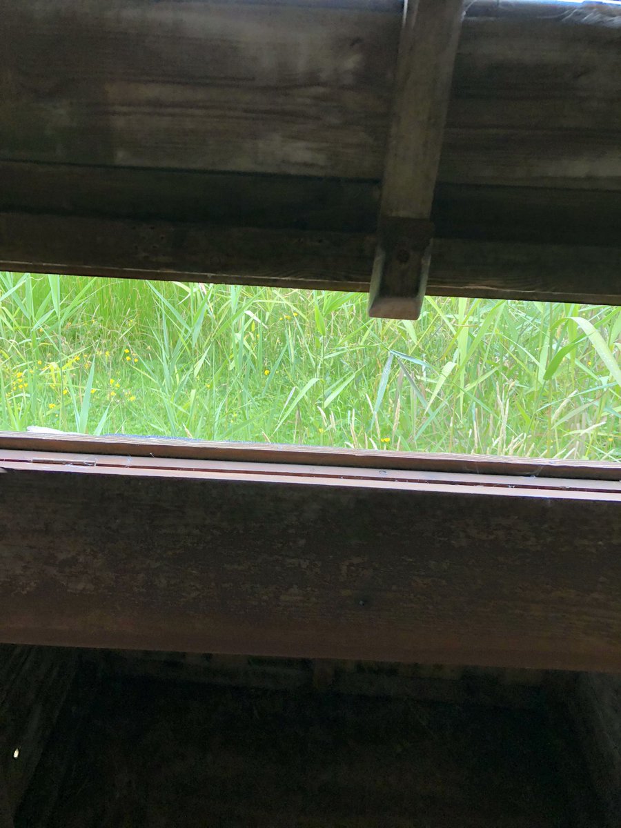 KayJulier's tweet photo. Credit to @ScillyWildlife and @ScillyBirds for what looks like wheelchair space in one of their hides on St Mary’s #islesofscillywildlife #islesofscillybirds https://t.co/OKWLWIR63z